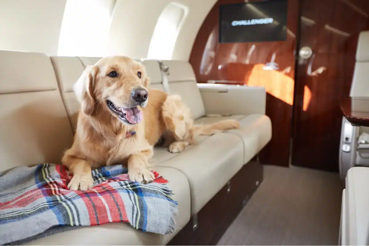 Perro en un jet privado